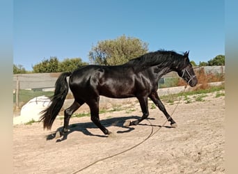 PRE, Étalon, 4 Ans, 162 cm, Noir