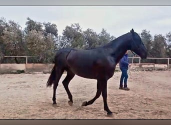 PRE, Étalon, 4 Ans, 162 cm, Noir