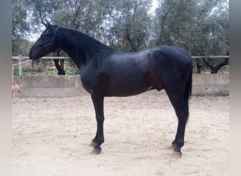 PRE, Étalon, 4 Ans, 162 cm, Noir