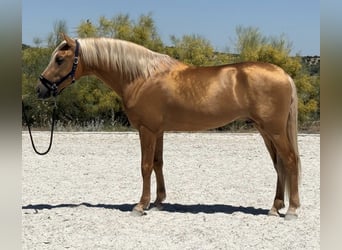 PRE, Étalon, 4 Ans, 162 cm, Palomino