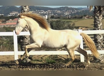 PRE Croisé, Étalon, 4 Ans, 162 cm, Perlino