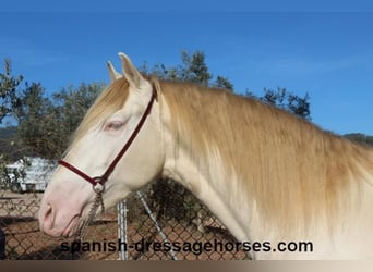 PRE Croisé, Étalon, 4 Ans, 162 cm, Perlino