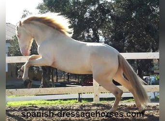 PRE Croisé, Étalon, 4 Ans, 162 cm, Perlino