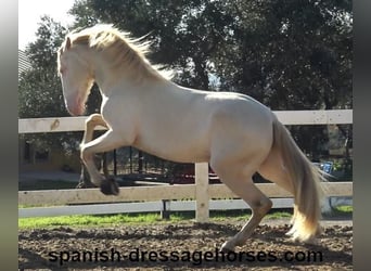 PRE Croisé, Étalon, 4 Ans, 162 cm, Perlino