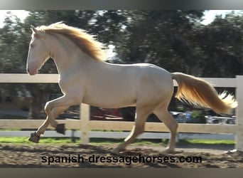 PRE Croisé, Étalon, 4 Ans, 162 cm, Perlino