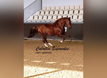 PRE Croisé, Étalon, 4 Ans, 163 cm, Alezan