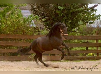 PRE, Étalon, 4 Ans, 163 cm, Bai brun foncé
