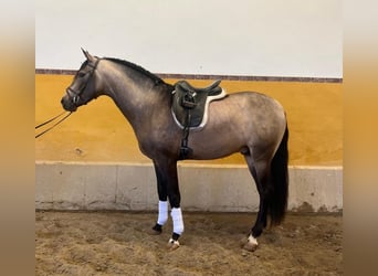 PRE Croisé, Étalon, 4 Ans, 163 cm, Bai cerise