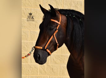 PRE Croisé, Étalon, 4 Ans, 163 cm, Bai