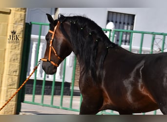 PRE Croisé, Étalon, 4 Ans, 163 cm, Bai