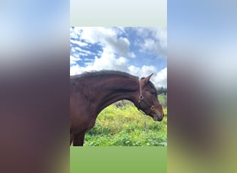 PRE Croisé, Étalon, 4 Ans, 163 cm, Bai