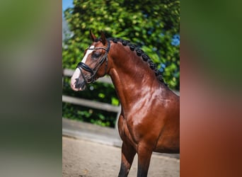PRE Croisé, Étalon, 4 Ans, 163 cm, Bai
