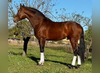 PRE Croisé, Étalon, 4 Ans, 163 cm, Bai