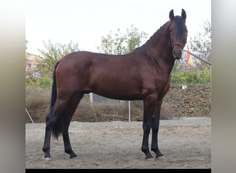 PRE Croisé, Étalon, 4 Ans, 163 cm, Bai