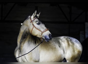 PRE Croisé, Étalon, 4 Ans, 163 cm, Buckskin