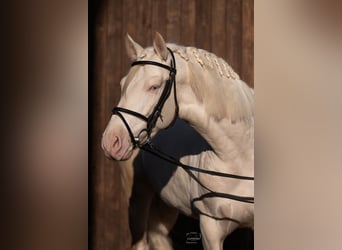 PRE Croisé, Étalon, 4 Ans, 163 cm, Cremello