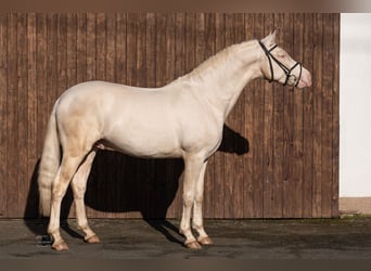 PRE Croisé, Étalon, 4 Ans, 163 cm, Cremello