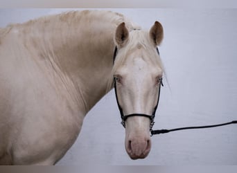 PRE Croisé, Étalon, 4 Ans, 163 cm, Cremello