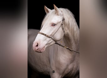 PRE Croisé, Étalon, 4 Ans, 163 cm, Cremello