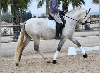 PRE Croisé, Étalon, 4 Ans, 163 cm, Gris