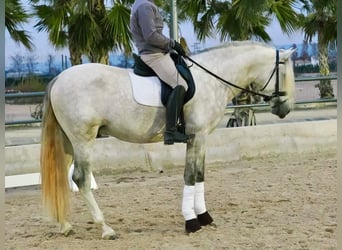 PRE Croisé, Étalon, 4 Ans, 163 cm, Gris