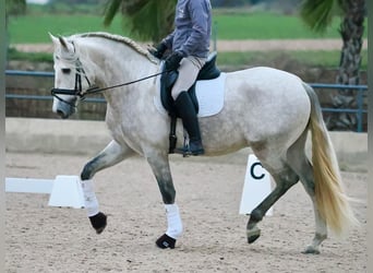 PRE Croisé, Étalon, 4 Ans, 163 cm, Gris