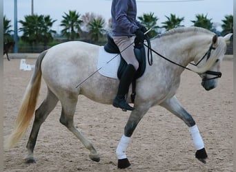 PRE Croisé, Étalon, 4 Ans, 163 cm, Gris