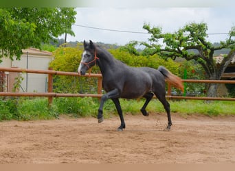 PRE Croisé, Étalon, 4 Ans, 163 cm, Gris