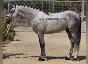 PRE Croisé, Étalon, 4 Ans, 163 cm, Gris