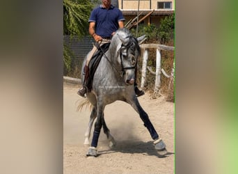 PRE Croisé, Étalon, 4 Ans, 163 cm, Gris