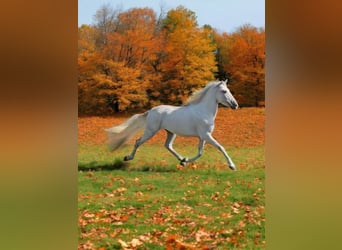 PRE Croisé, Étalon, 4 Ans, 163 cm, Gris