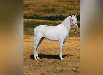 PRE Croisé, Étalon, 4 Ans, 163 cm, Gris