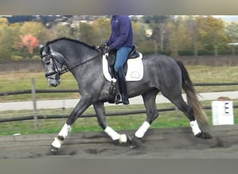 PRE Croisé, Étalon, 4 Ans, 163 cm, Gris