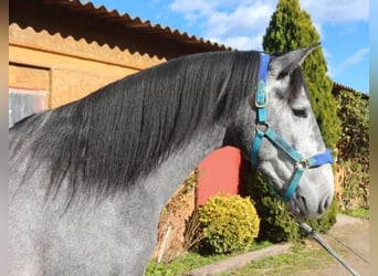 PRE Croisé, Étalon, 4 Ans, 163 cm, Gris