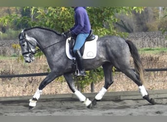 PRE Croisé, Étalon, 4 Ans, 163 cm, Gris