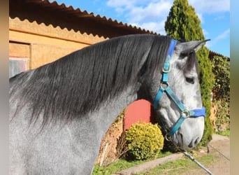 PRE Croisé, Étalon, 4 Ans, 163 cm, Gris