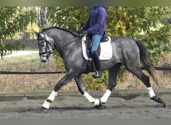 PRE Croisé, Étalon, 4 Ans, 163 cm, Gris