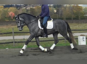 PRE Croisé, Étalon, 4 Ans, 163 cm, Gris