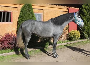 PRE Croisé, Étalon, 4 Ans, 163 cm, Gris