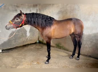 PRE Croisé, Étalon, 4 Ans, 163 cm, Gris noir