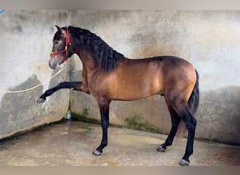 PRE Croisé, Étalon, 4 Ans, 163 cm, Gris noir
