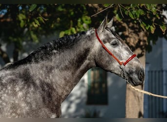 PRE, Étalon, 4 Ans, 163 cm, Gris pommelé