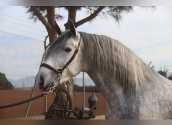 PRE Croisé, Étalon, 4 Ans, 163 cm, Gris pommelé