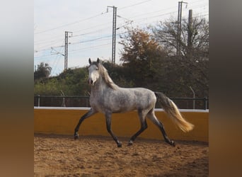 PRE Croisé, Étalon, 4 Ans, 163 cm, Gris pommelé