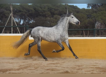 PRE Croisé, Étalon, 4 Ans, 163 cm, Gris pommelé