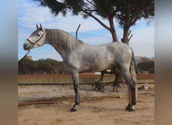 PRE Croisé, Étalon, 4 Ans, 163 cm, Gris pommelé