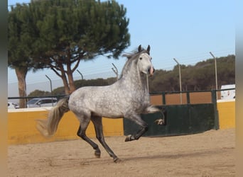 PRE Croisé, Étalon, 4 Ans, 163 cm, Gris pommelé