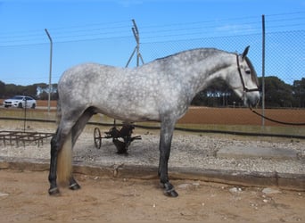 PRE Croisé, Étalon, 4 Ans, 163 cm, Gris pommelé