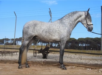 PRE Croisé, Étalon, 4 Ans, 163 cm, Gris pommelé