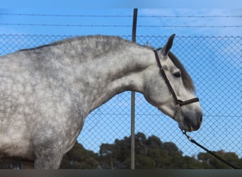 PRE Croisé, Étalon, 4 Ans, 163 cm, Gris pommelé